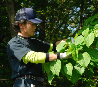 庭木の剪定・手入れイメージ