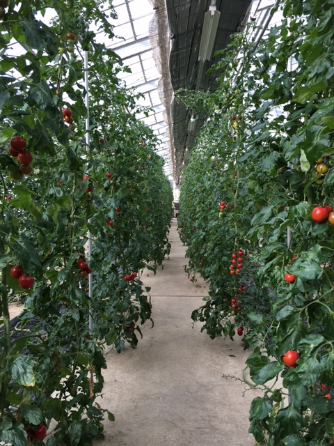 温室トマト-2